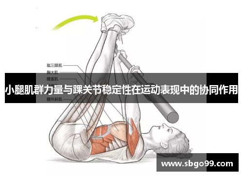 小腿肌群力量与踝关节稳定性在运动表现中的协同作用